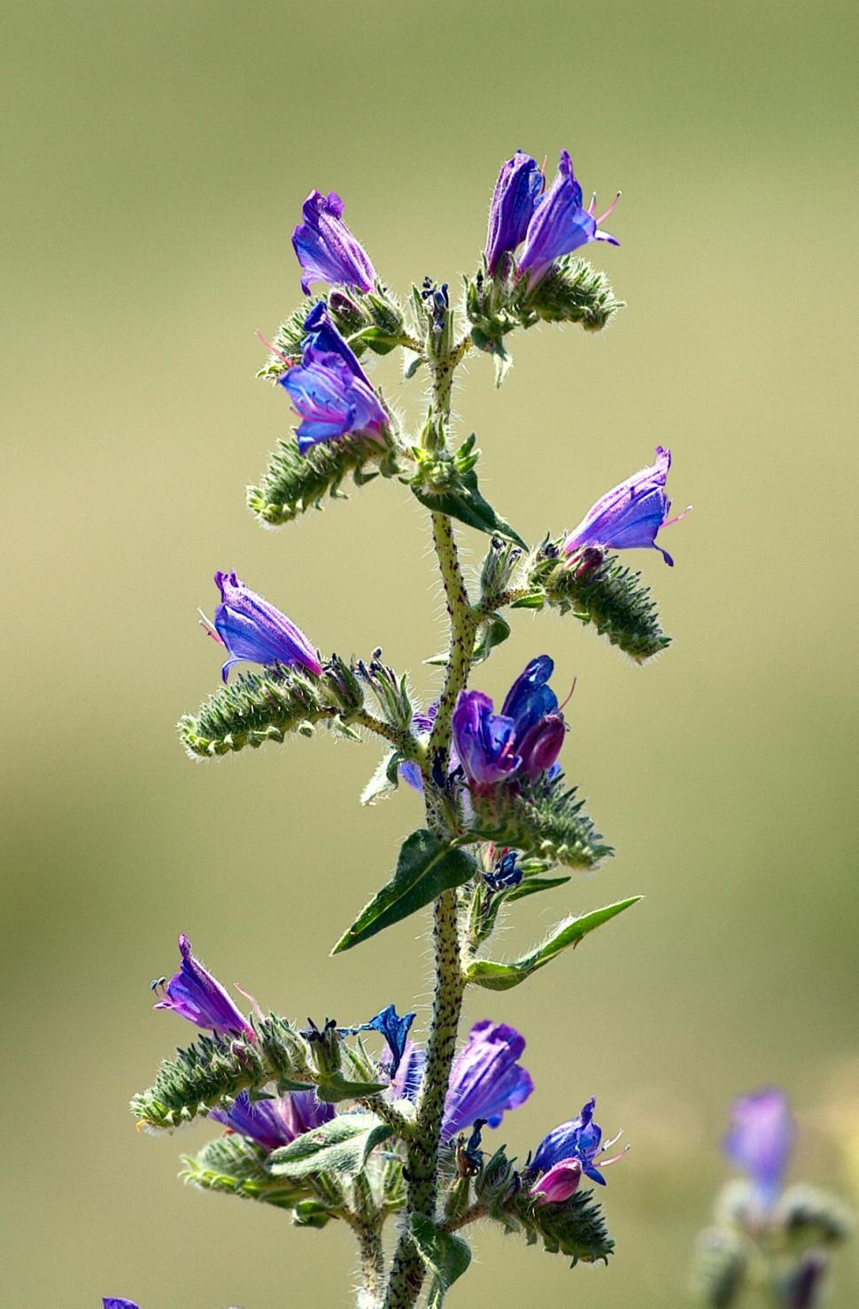 Free Image of Blue flowers 