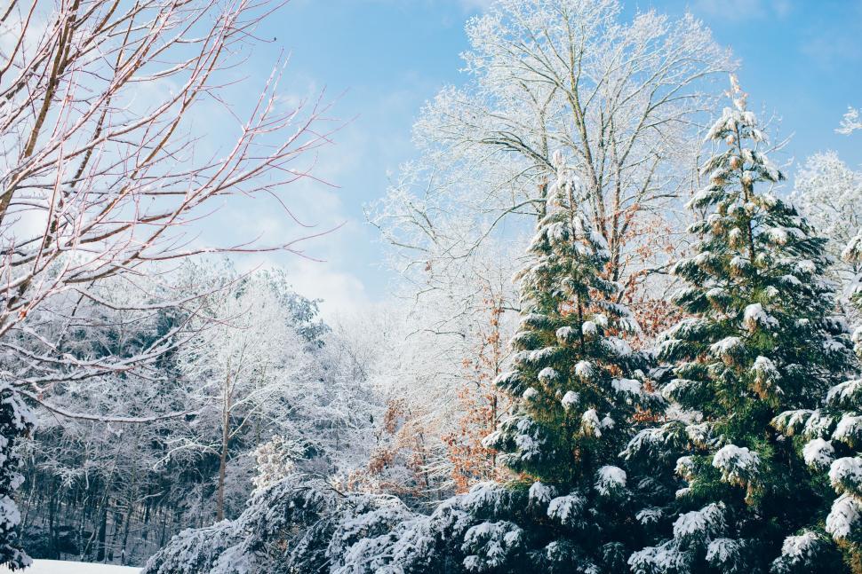 Free Image of Snow Covered Park With Trees and Blue Sky 