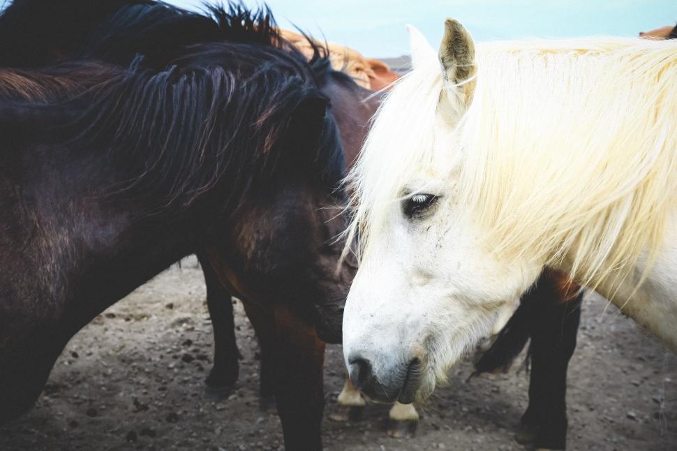 Free Image of Group of Horses Standing Together 