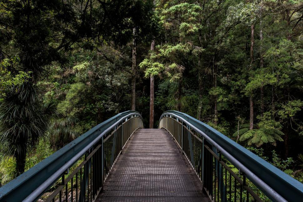 Free Image of Pathway Through Forest 