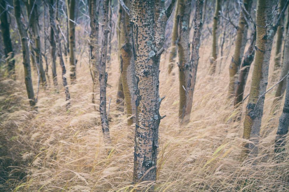 Free Image of Dense Forest With Tall Trees 