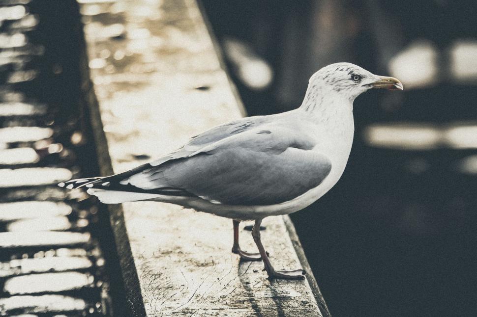 Free Image of Seagull Sitting on Bench in Sun 