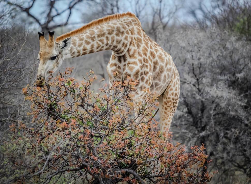 Free Image of Giraffe Eating Leaves Off of a Tree 