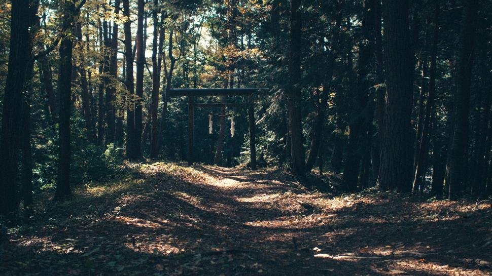 Free Image of Dirt Road Cutting Through Forest 