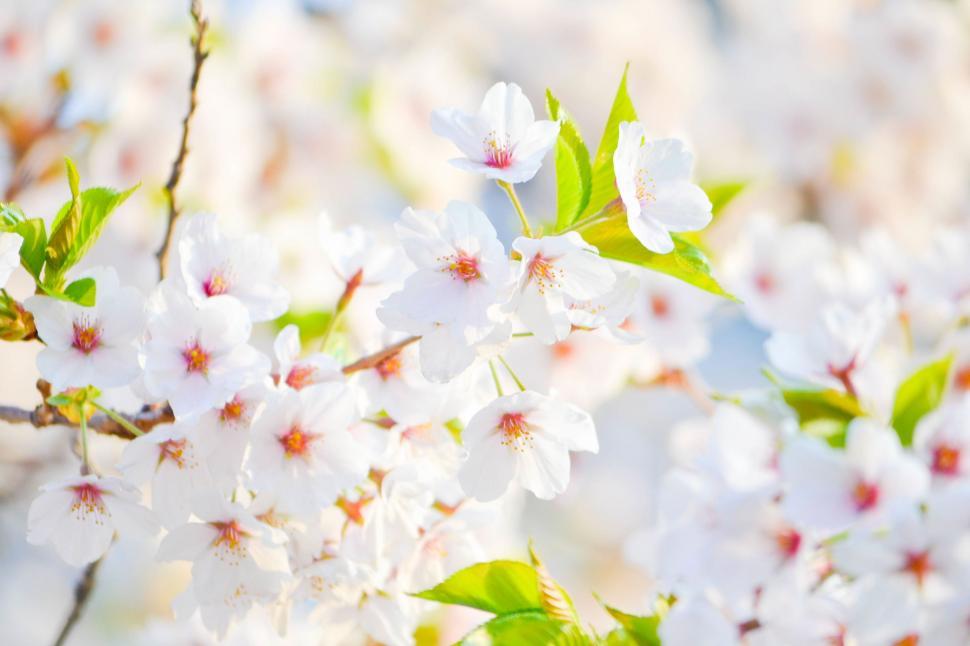Free Image of Close Up of White Flowers on a Tree 