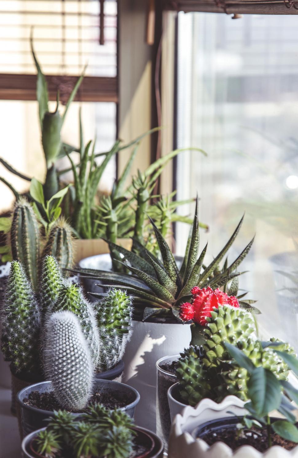 Free Image of Table Topped With Potted Plants Next to a Window 