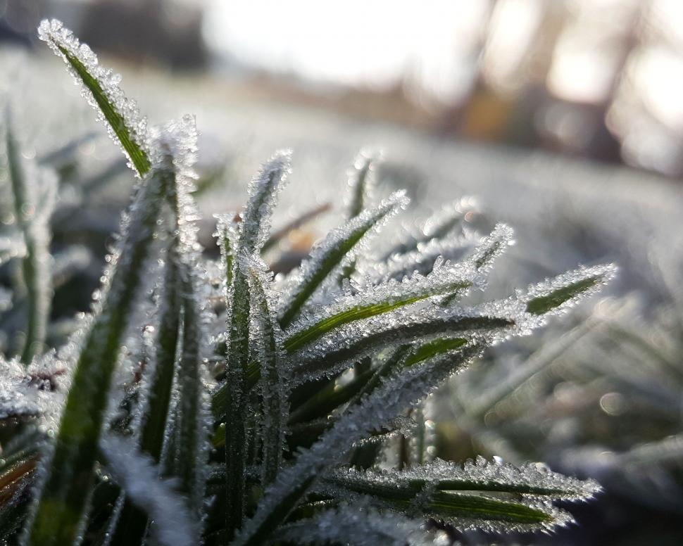 Free Image of Frost-covered Plant Close Up 