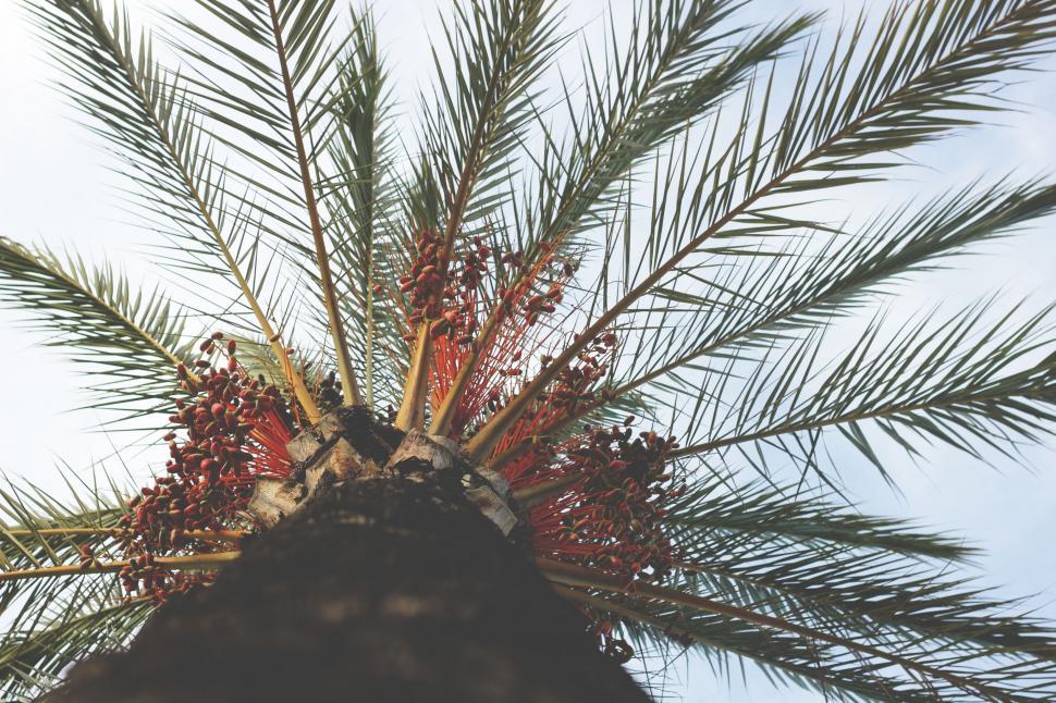 Free Image of Tall Palm Tree With Red and Green Leaves 