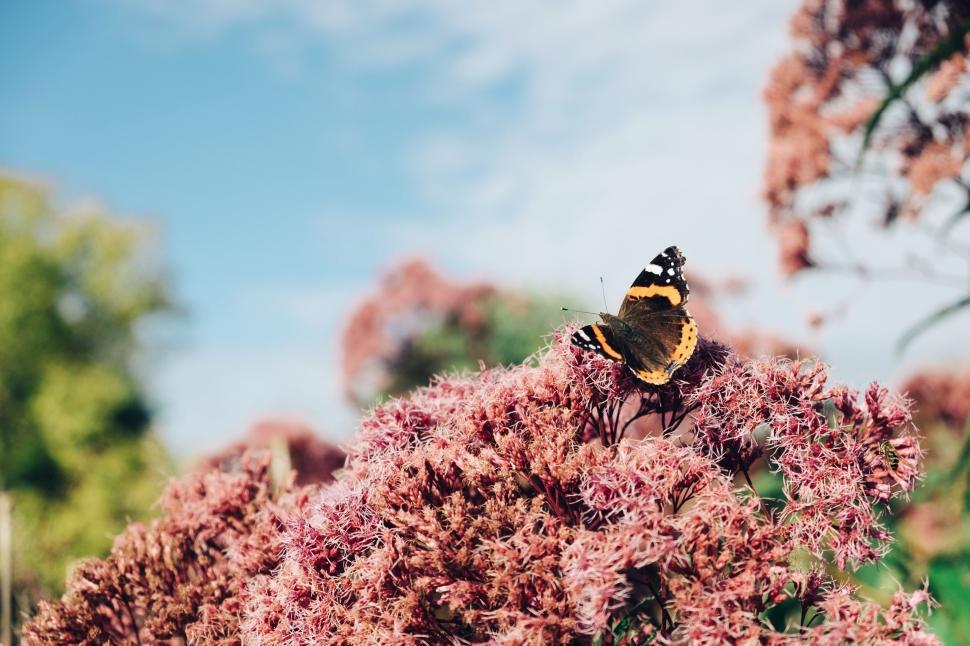 Free Image of Butterfly Perched on Purple Flower 