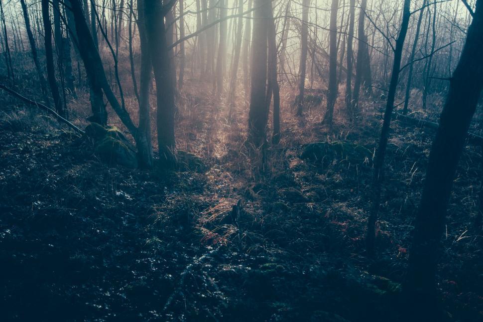 Free Image of Towering Trees in Dense Forest 