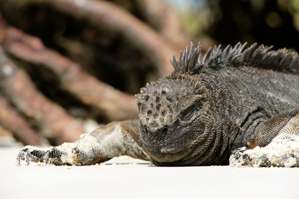 Free Image of Close Up of Lizard Laying on Ground 