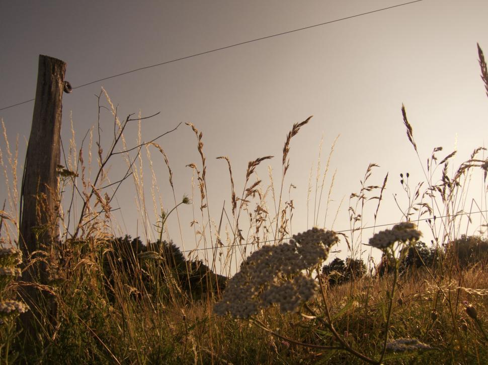 Free Image of Field With Tall Grass and Wooden Fence 