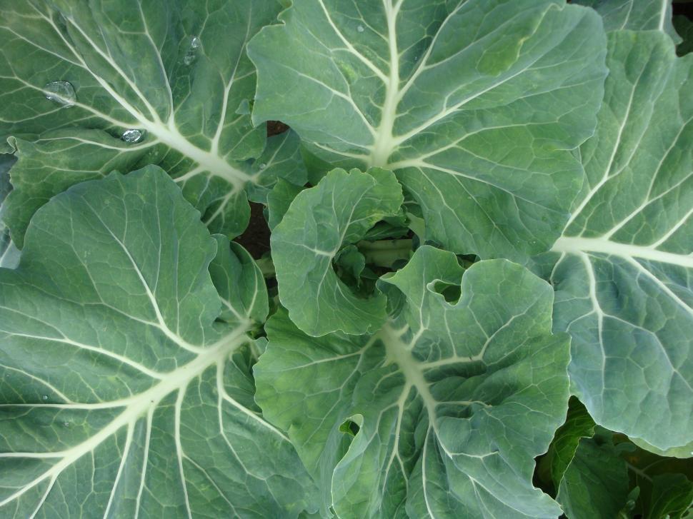 Free Image of Close-Up of a Green Leafy Plant 