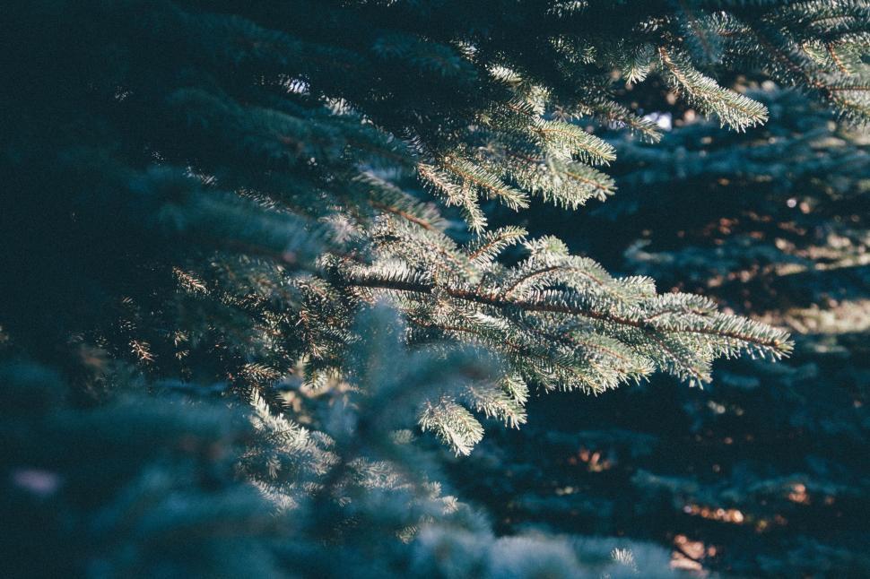 Free Image of Close Up of Tree Covered in Snow 