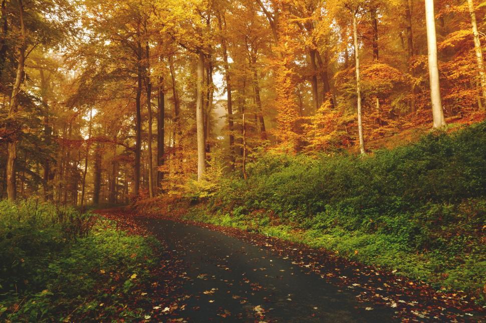 Free Image of Road Cutting Through Dense Forest 