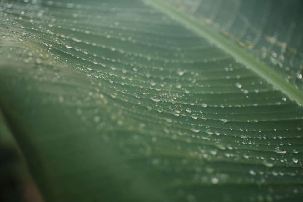 Free Image of Close Up of a Leaf With Water Droplets 