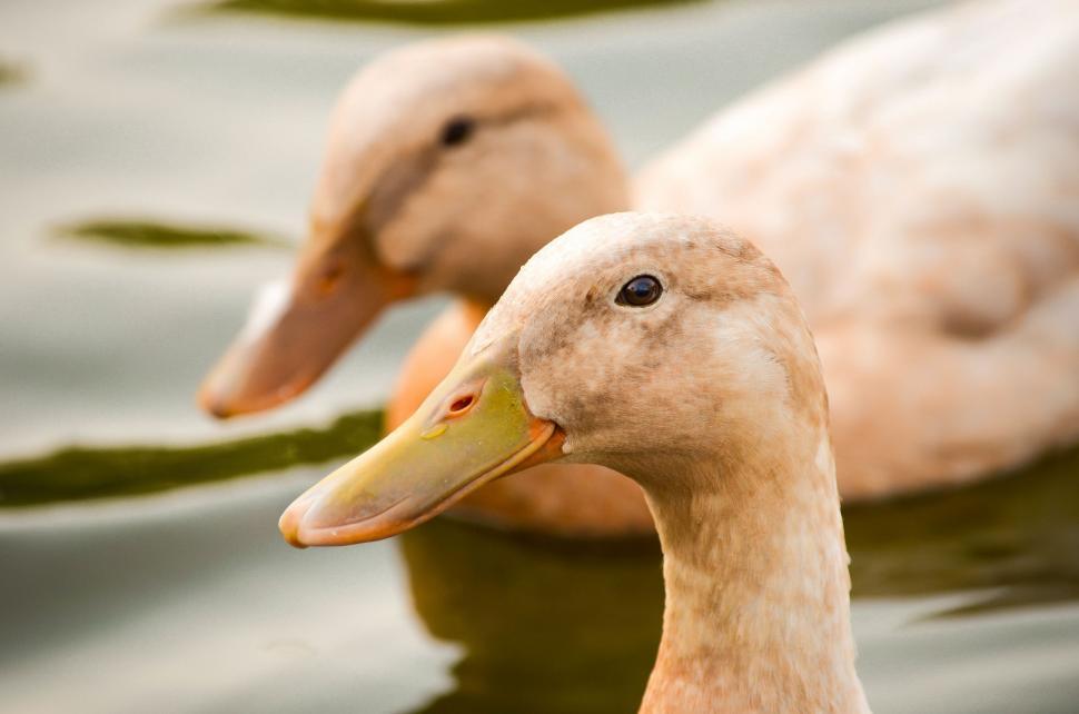 Free Image of Ducks Floating on Lake 