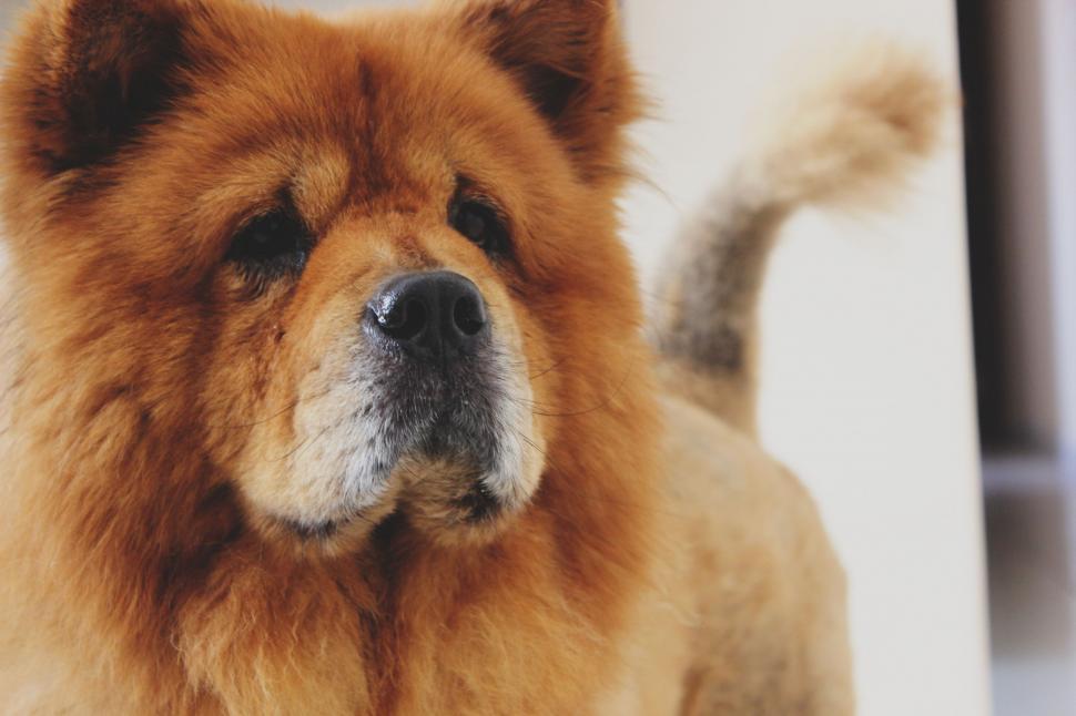 Free Image of Brown Dog Standing by Window 