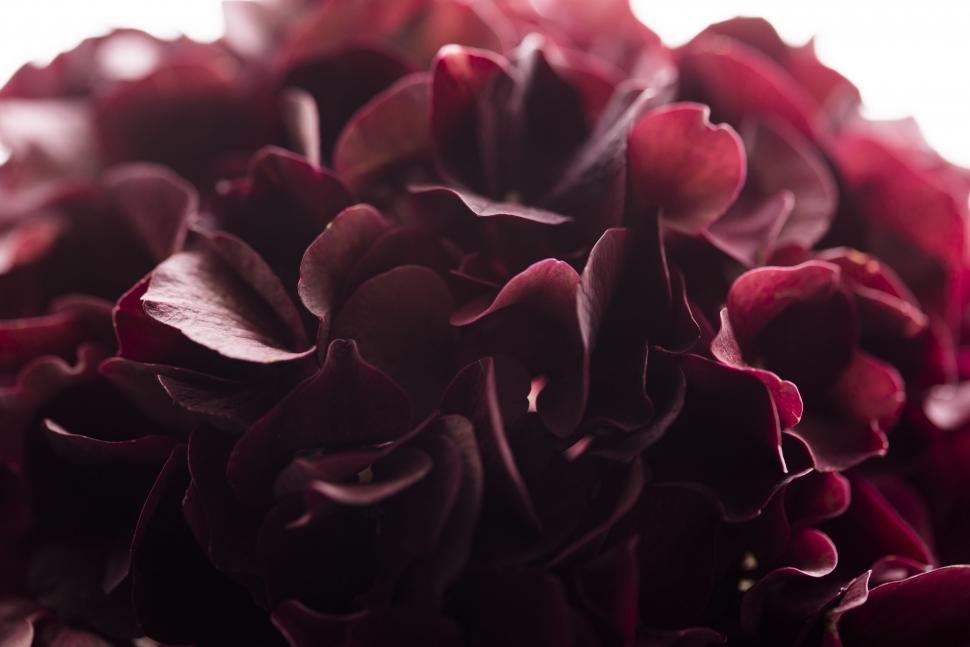 Free Image of Close Up of a Red Flower on White Background 