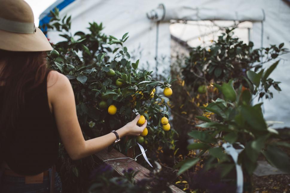 Free Image of Woman in Hat Picking Oranges From Tree 