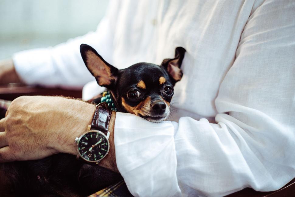 Free Image of Person Holding Small Dog in Their Lap 