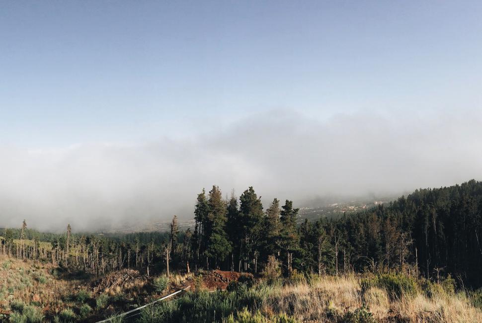 Free Image of Field With Trees and Fog in the Distance 