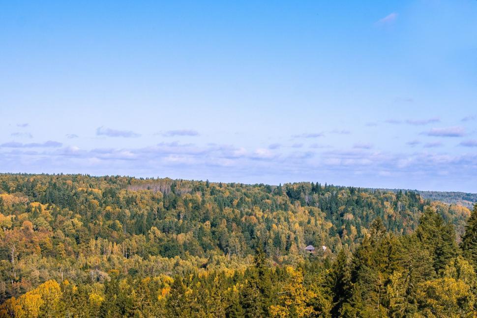Free Image of Dense Forest Landscape With Abundant Trees 