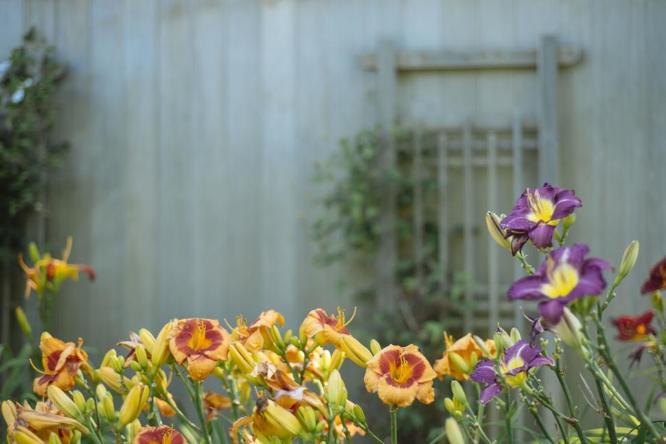 Free Image of Flowers with garden background 