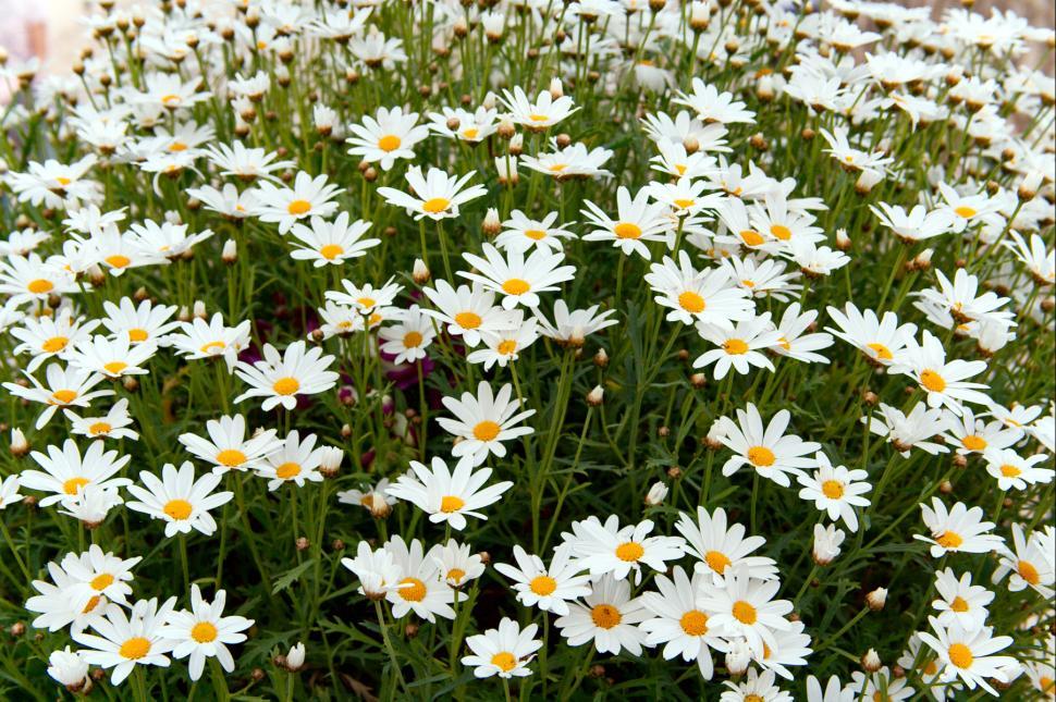 Free Image of White flowers 