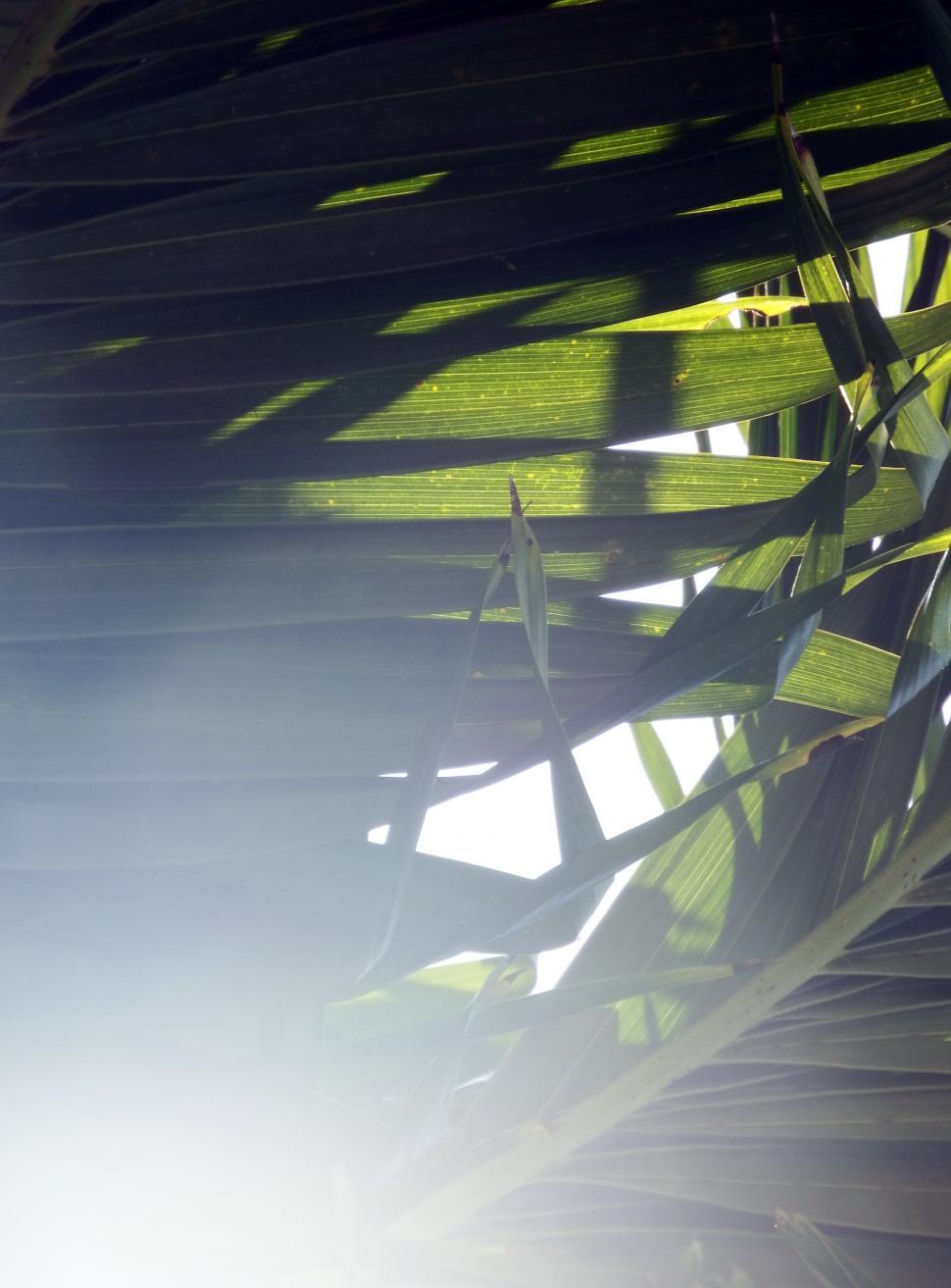 Free Image of Sunlight Shining through the Tropical Forest  