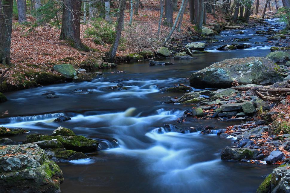 Free Image of Night Falls in a Forest 
