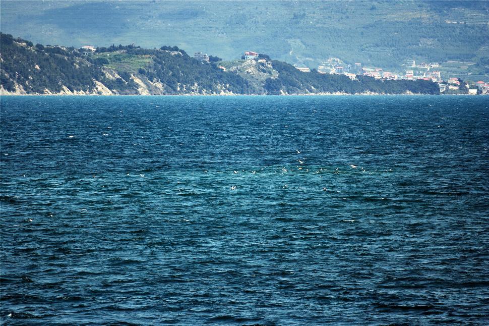 Free Image of Flock of seagulls 