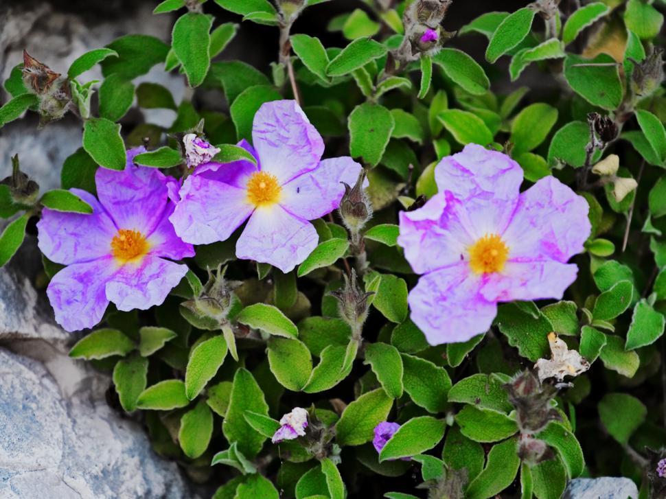 Free Image of Pale purple 