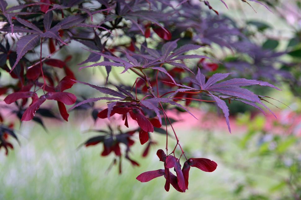 Free Image of Japanese Red Maple Seeds and Leaves 