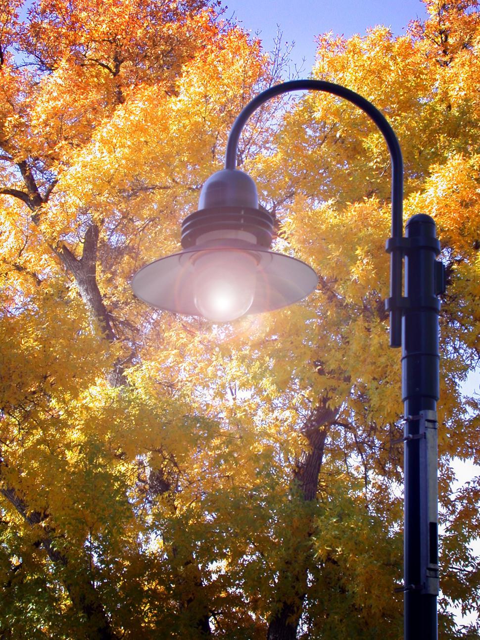 Free Image of Fall Lighting 