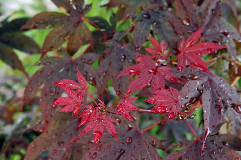 Free Image of Japanese Maple Bloodgood Wet Leaves 