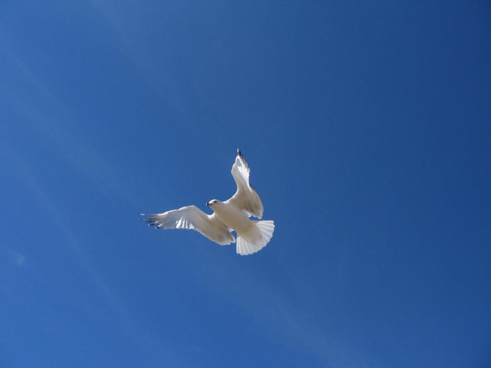 Free Image of seagull in flight 