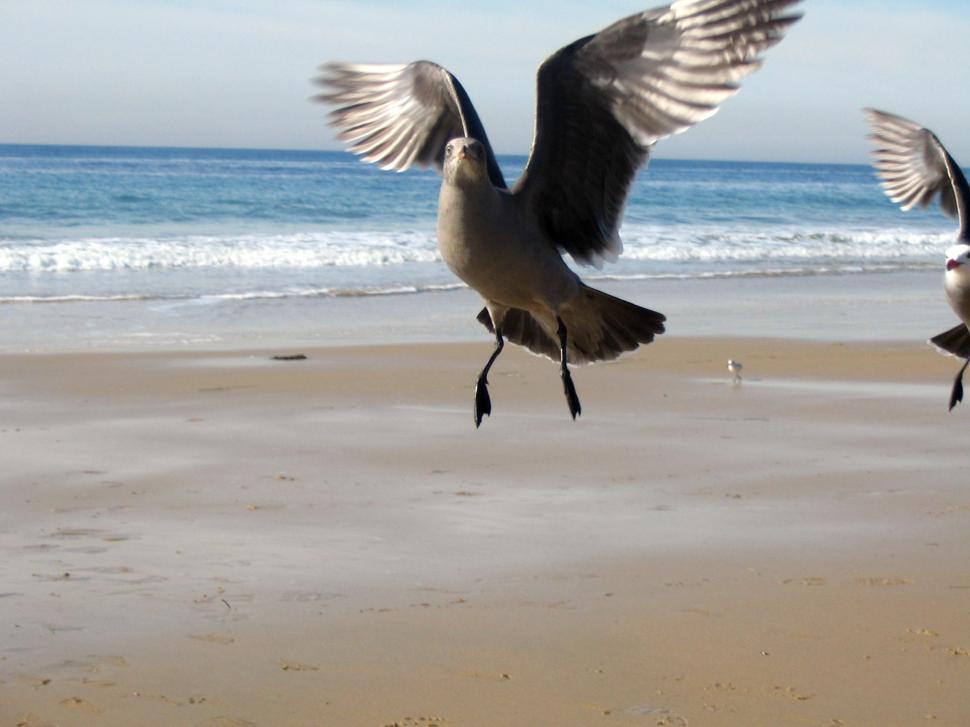 Free Image of Seagulls in flights 