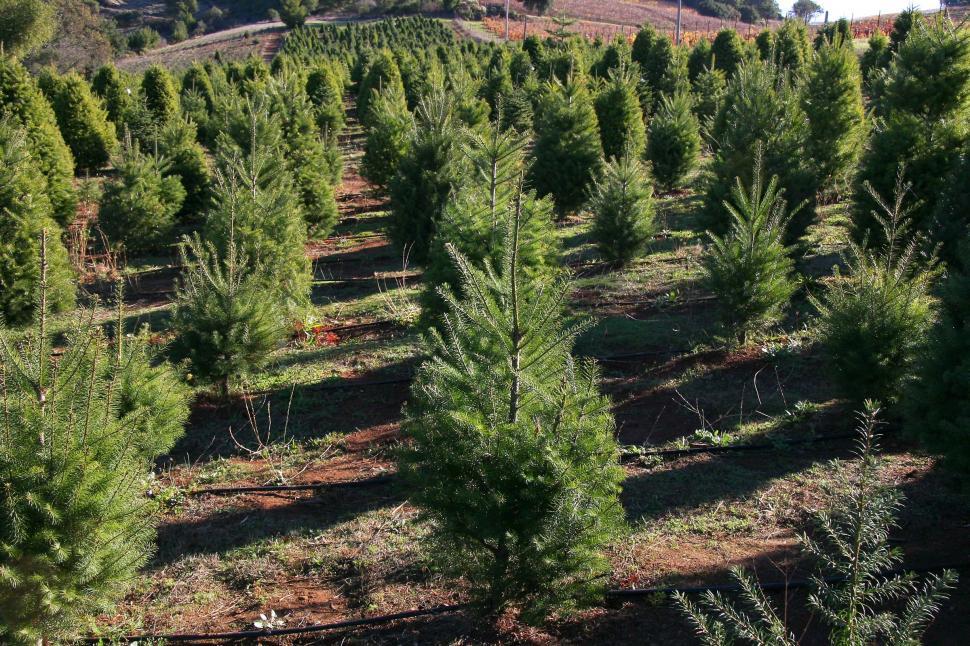 Free Image of Tree farm 