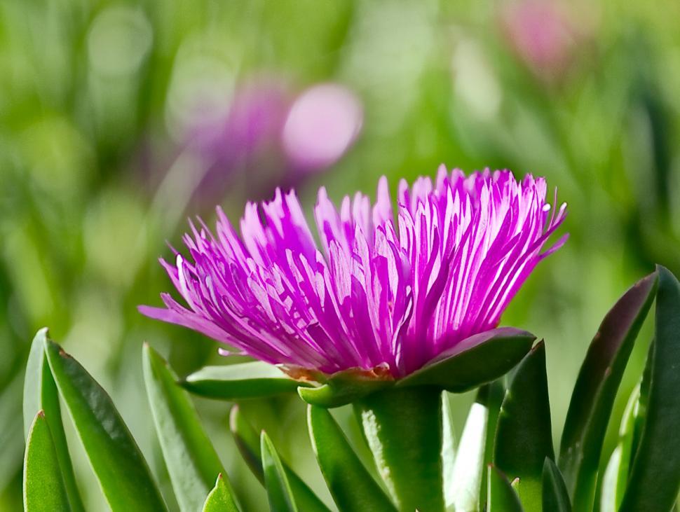 Free Image of Purple flower 