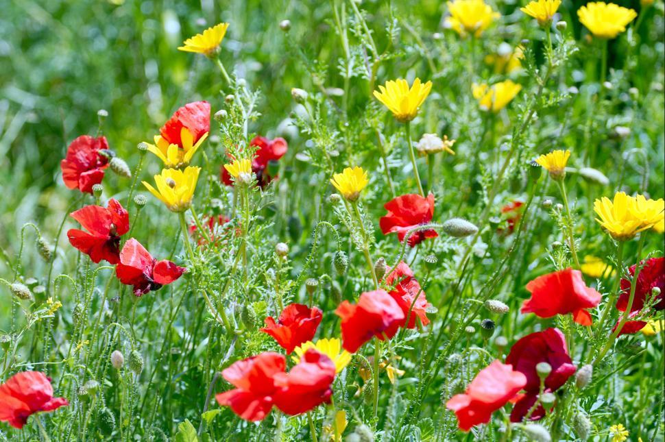 Free Image of Red and yellow flowers 