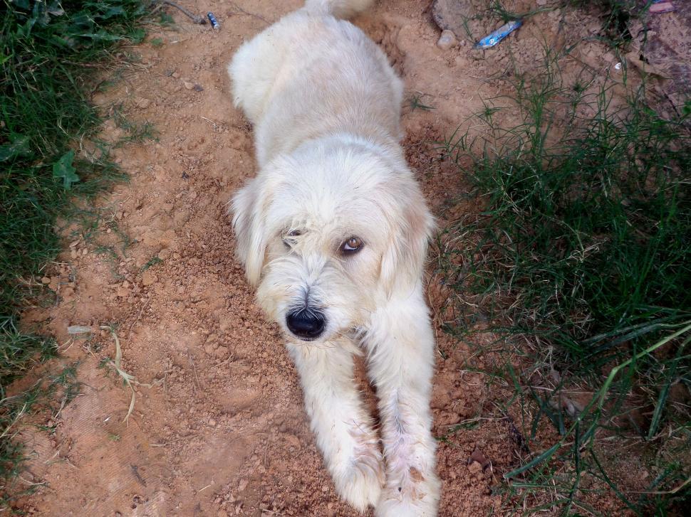 Free Image of Cute, scruffy dog 