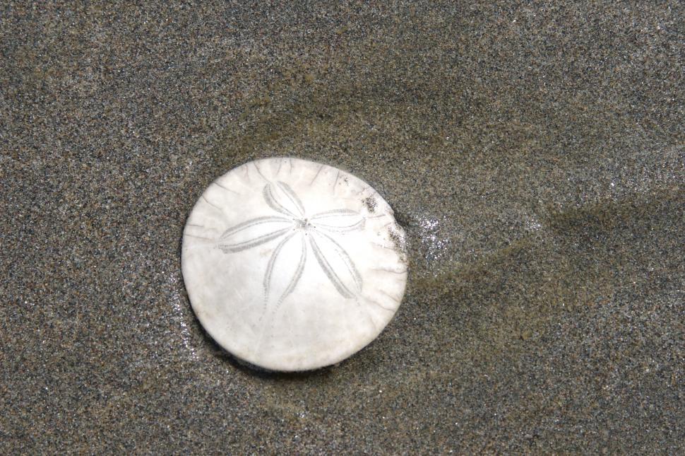 Free Image of Sand Dollar 