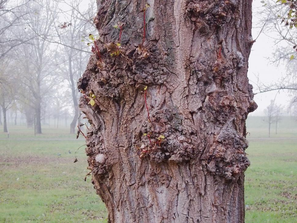 Free Image of Tree trunk  