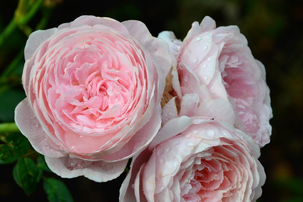 Free Image of English rose 'Queen Of Sweden'  