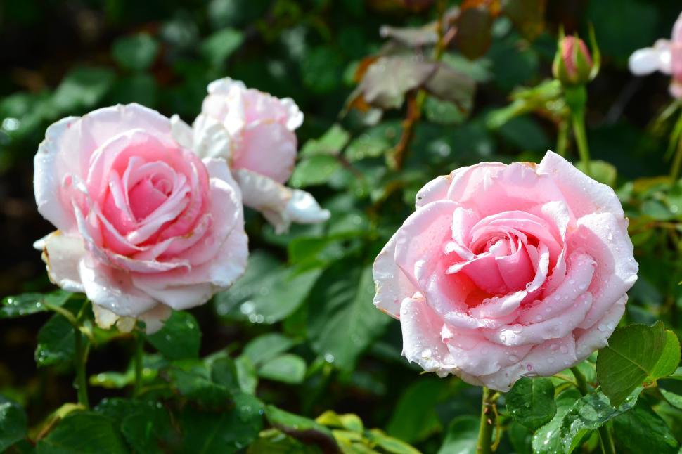 Free Image of Hybrid tea rose 'Savoy Hotel'  