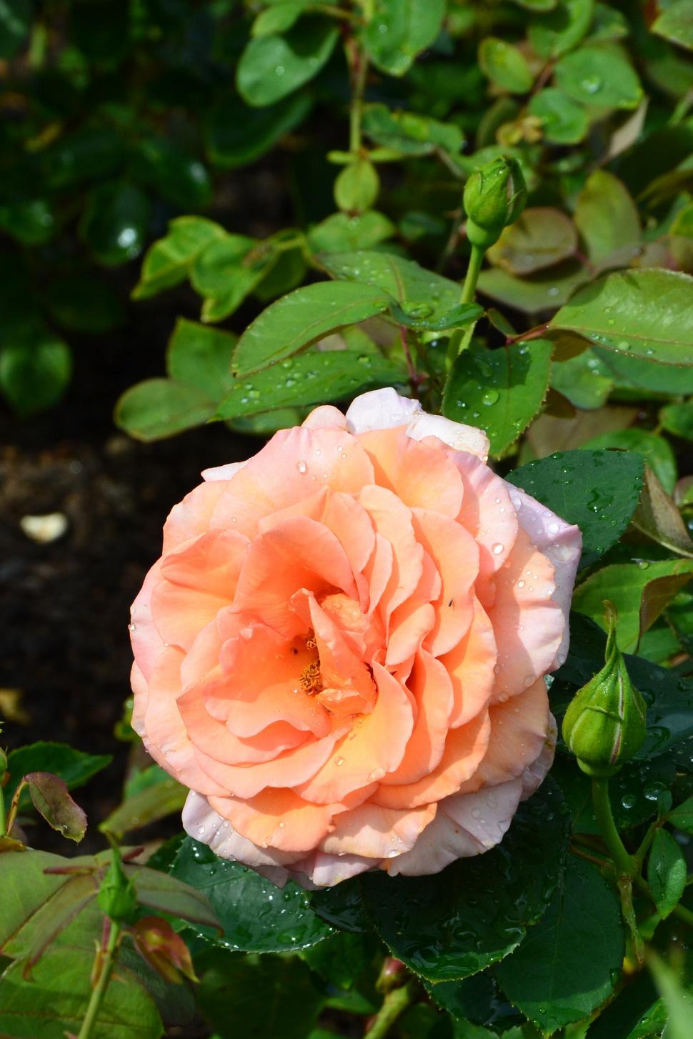 Free Image of Rose 'Warm Wishes'  