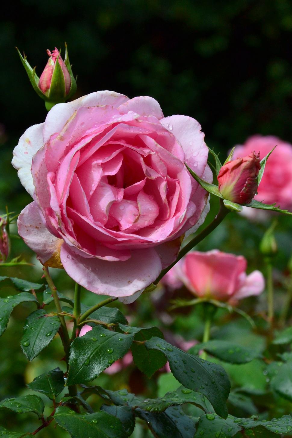 Free Image of Rose 'Westminster Pink'  