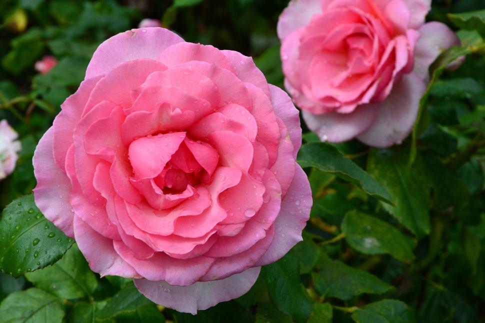 Free Image of Hybrid tea rose 'Westminster Pink'  