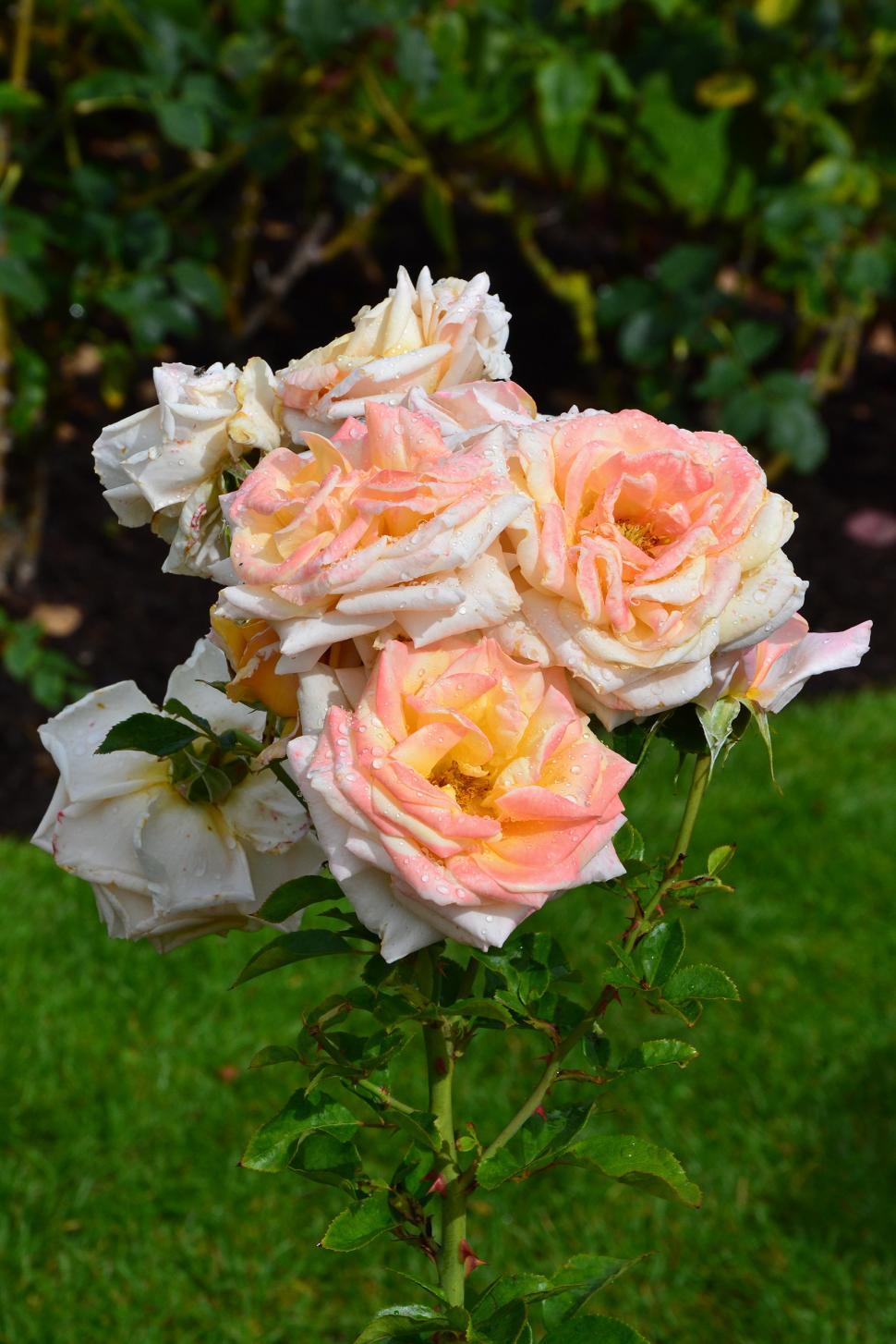Free Image of Hybrid tea rose 'Creme Caramel'  